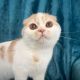 Scottish Fold Cats for sale in Los Angeles, CA, USA. price: $1,000