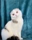 Scottish Fold Cats for sale in Los Angeles, CA, USA. price: $1,600