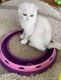 Scottish Fold Cats for sale in Бергенфилд, Нью-Джерси, США. price: $1,400