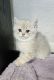 Scottish Fold Cats for sale in San Antonio, TX, USA. price: $2,000
