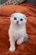 Scottish Fold Cats for sale in Los Angeles, CA, USA. price: $1,600