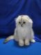 Scottish Fold Cats for sale in Clive Dr SW, Cedar Rapids, IA 52404, USA. price: $500