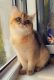 Scottish Fold Cats for sale in Oak Glen Rd, Yucaipa, CA, USA. price: $500
