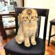 Scottish Fold Cats for sale in Lakeville, MN, USA. price: $1,300