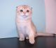 Scottish Fold Cats for sale in Dallas-Fort Worth Metropolitan Area, TX, USA. price: $400