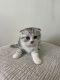 Scottish Fold Cats for sale in Spartanburg, SC, USA. price: $600