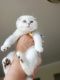 Scottish Fold Cats for sale in Watertown, NY 13601, USA. price: $2,400