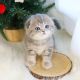 Scottish Fold Cats for sale in 6607 Cove Creek Dr, Billings, MT 59106, USA. price: $700