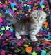 Scottish Fold Cats for sale in Falcon, CO 80831, USA. price: $1,000