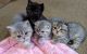 Scottish Fold Cats for sale in Billings, MT, USA. price: $2,500