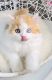 Scottish Fold Cats for sale in Staten Island, NY, USA. price: $1,500