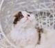 Scottish Fold Cats for sale in Staten Island, NY, USA. price: $1,500