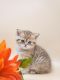 Scottish Fold Cats for sale in Watertown, NY 13601, USA. price: $750