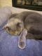 Scottish Fold Cats for sale in Post Falls, ID 83854, USA. price: $500