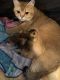 Scottish Fold Cats for sale in Wyncote, PA 19095, USA. price: NA