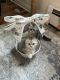 Scottish Fold Cats for sale in Aurora, IL, USA. price: $850