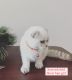 Scottish Fold Cats for sale in Vancouver, WA, USA. price: $700
