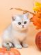Scottish Fold Cats for sale in Watertown, NY 13601, USA. price: $750