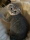 Scottish Fold Cats for sale in San Jose, CA, USA. price: $1,000