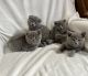 Scottish Fold Cats for sale in Des Plaines, IL, USA. price: $950