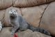 Scottish Fold Cats for sale in Lexington, KY, USA. price: $950