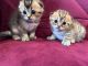 Scottish Fold Cats for sale in Haymarket, VA 20169, USA. price: $2,000