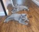 Scottish Fold Cats for sale in Sedalia, MO 65301, USA. price: $600