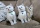 Scottish Fold Cats for sale in Lexington, KY, USA. price: $1,150