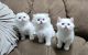 Scottish Fold Cats for sale in Lexington, KY, USA. price: $1,250
