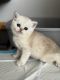 Scottish Fold Cats for sale in Fair Lawn, NJ 07410, USA. price: $1,500