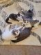Scottish Fold Cats for sale in 4756 Tower St SE, Prior Lake, MN 55372, USA. price: $500