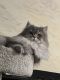 Scottish Fold Cats for sale in New York, NY, USA. price: $200