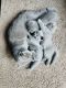 Scottish Fold Cats for sale in Walnut Creek, CA, USA. price: $1,500
