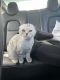 Scottish Fold Cats for sale in San Jose, CA 95110, USA. price: $2,500