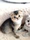 Scottish Fold Cats for sale in Lincoln, NE, USA. price: $1,200
