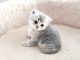 Scottish Fold Cats for sale in Lincoln, NE, USA. price: $800
