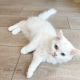 Scottish Fold Cats for sale in Fontana, CA 92336, USA. price: $2,000