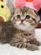 Scottish Fold Cats for sale in 9137 Central Ave ste a, Montclair, CA 91763, USA. price: $3,000