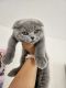 Scottish Fold Cats for sale in Largo, FL, USA. price: $2,500