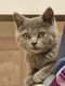 Scottish Fold Cats for sale in Largo, FL, USA. price: NA