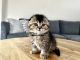 Scottish Fold Cats for sale in Woodland Park, CO 80863, USA. price: $1,500