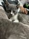 Scottish Fold Cats for sale in Queens, NY, USA. price: $200