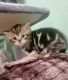 Scottish Fold Cats for sale in Crystal Lake, IL, USA. price: $800