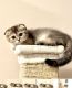 Scottish Fold Cats for sale in Sacramento, CA, USA. price: $1,300