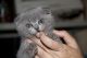 Scottish Fold Cats for sale in Scranton, PA, USA. price: $300