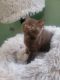 Scottish Fold Cats for sale in Crystal Lake, IL, USA. price: $500