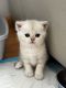 Scottish Fold Cats for sale in Fair Lawn, NJ 07410, USA. price: $1,400