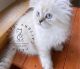Scottish Fold Cats for sale in Sequim, WA 98382, USA. price: $2,000