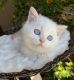Scottish Fold Cats for sale in Omaha, NE, USA. price: $1,500