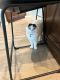 Scottish Fold Cats for sale in Louisville, CO, USA. price: $100